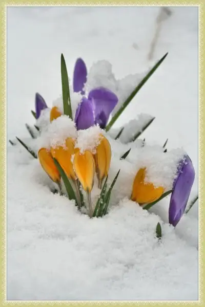 flowersgrowinginsnow