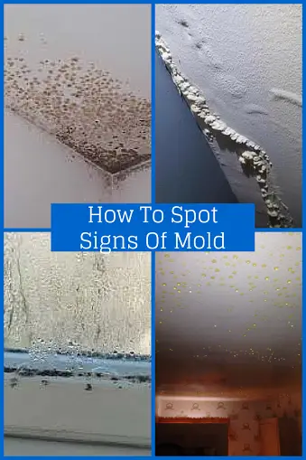 signs of mold