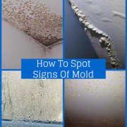 spotting mold