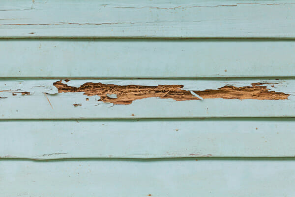 Termite damage on wood siding