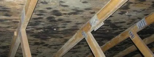 moisture in attic