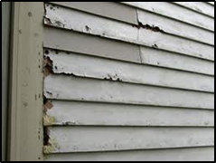 insects causing damage on siding