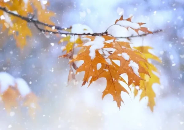 A branch with orange oak leaves, dusted in snow, stands out against a blurred cascade of snowflakes, resembling a peaceful winter home exterior scene. The contrast between the leaves warm hues and the cool snowflakes highlights natures serene wintry beauty.