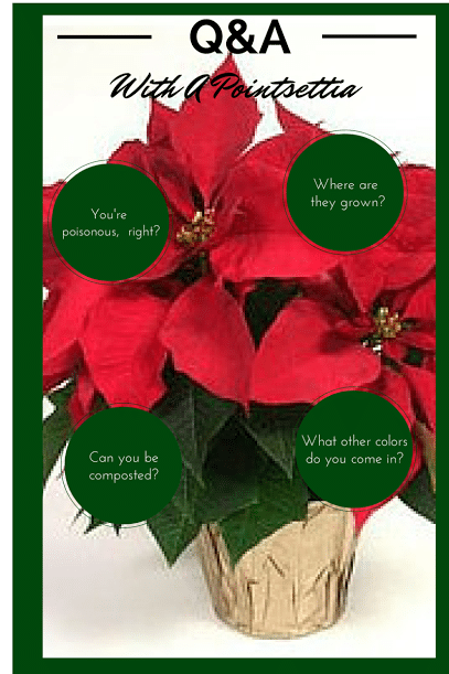 PoinsettiaFacts
