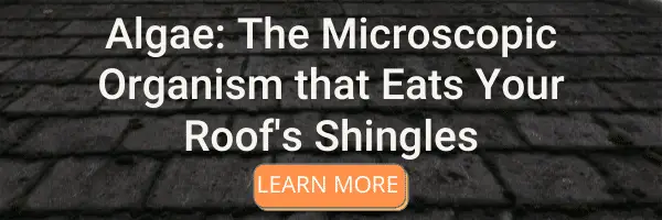 Algae: The Microscopic Organism