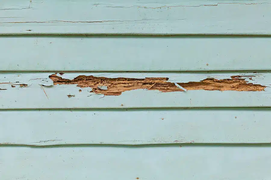 Light blue wooden siding with a long, horizontal section of peeling paint and exposed, damaged wood—issues often highlighted in a vinyl siding review when comparing durability and weather resistance.