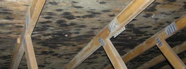 black mold in attic