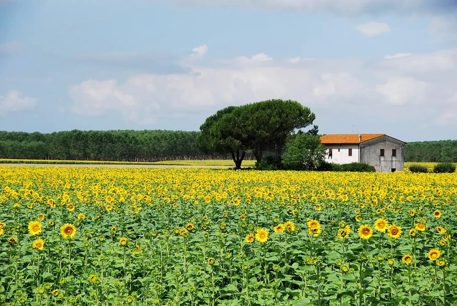 A field full of blooming sunflowers stretches toward a small white house with a red-tiled roof, adding summer curb appeal amid trees in the background under a partly cloudy sky.