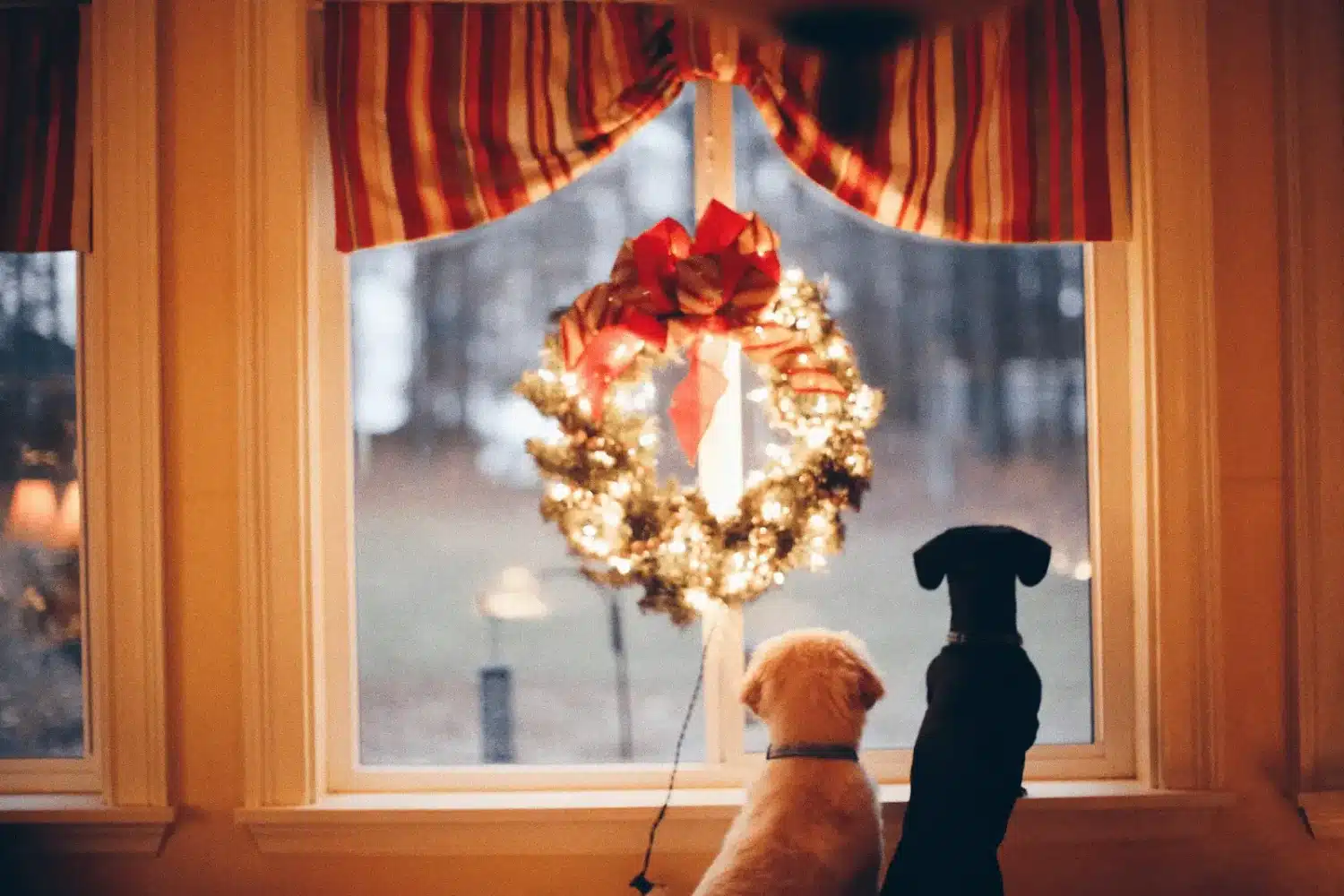 Two dogs sit on a windowsill, gazing outside at a large, lit Christmas window wreath with a red bow, framed by striped red-and-yellow curtains.