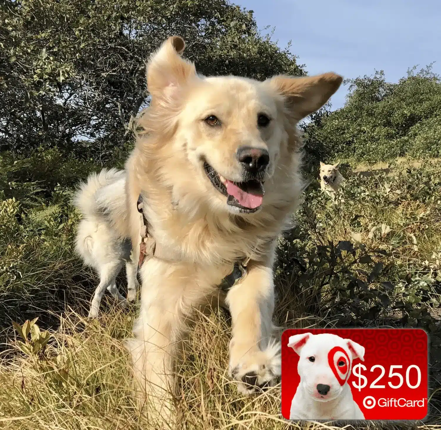 A golden retriever runs happily through grass and bushes outdoors. In the corner, an image of a white dog and the text $250 Gift Card is displayed on a red background—reminding you to check your windows for air leakage this season.