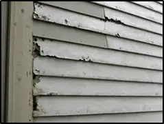 insects causing damage on siding