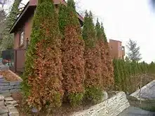 Several tall evergreen trees in a row, with brown, dried foliage in the center, stand next to a stone retaining wall and a house—perfect candidates for winter tree care and saving shrubs through proper maintenance.