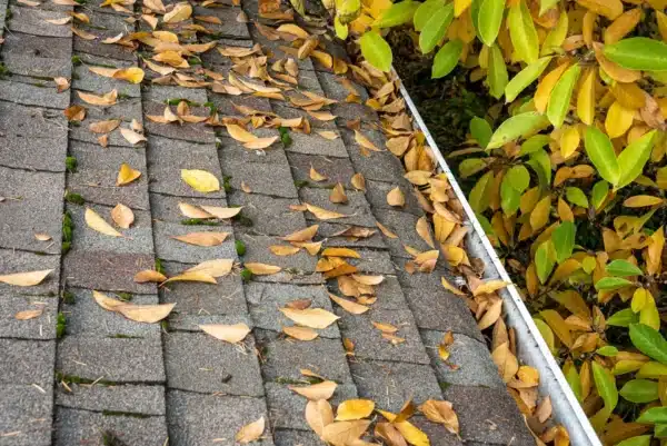 Close-up of a rooftop covered with brown fallen leaves next to a gutter, highlighting the need for roof maintenance. Bright green and yellow leaves are visible on nearby foliage, indicating a transition between seasons.