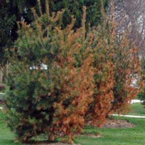 rescue your yard