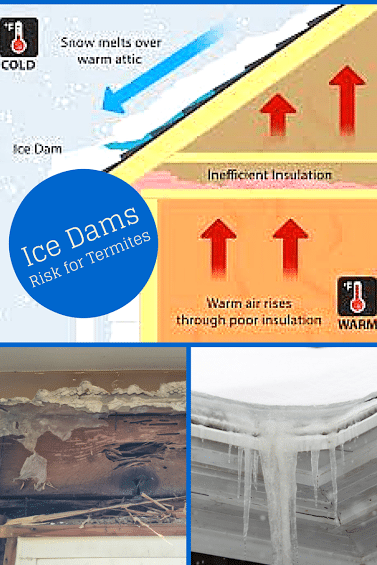 termites_icedams