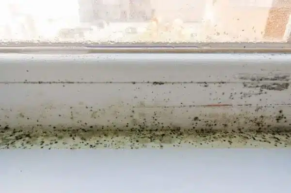 Close-up of a moldy windowsill with black and green spots spread across the surface, a testament to winters chill. Sunlight filters through the window above, accentuating the condensation that fuels the relentless mold growth.