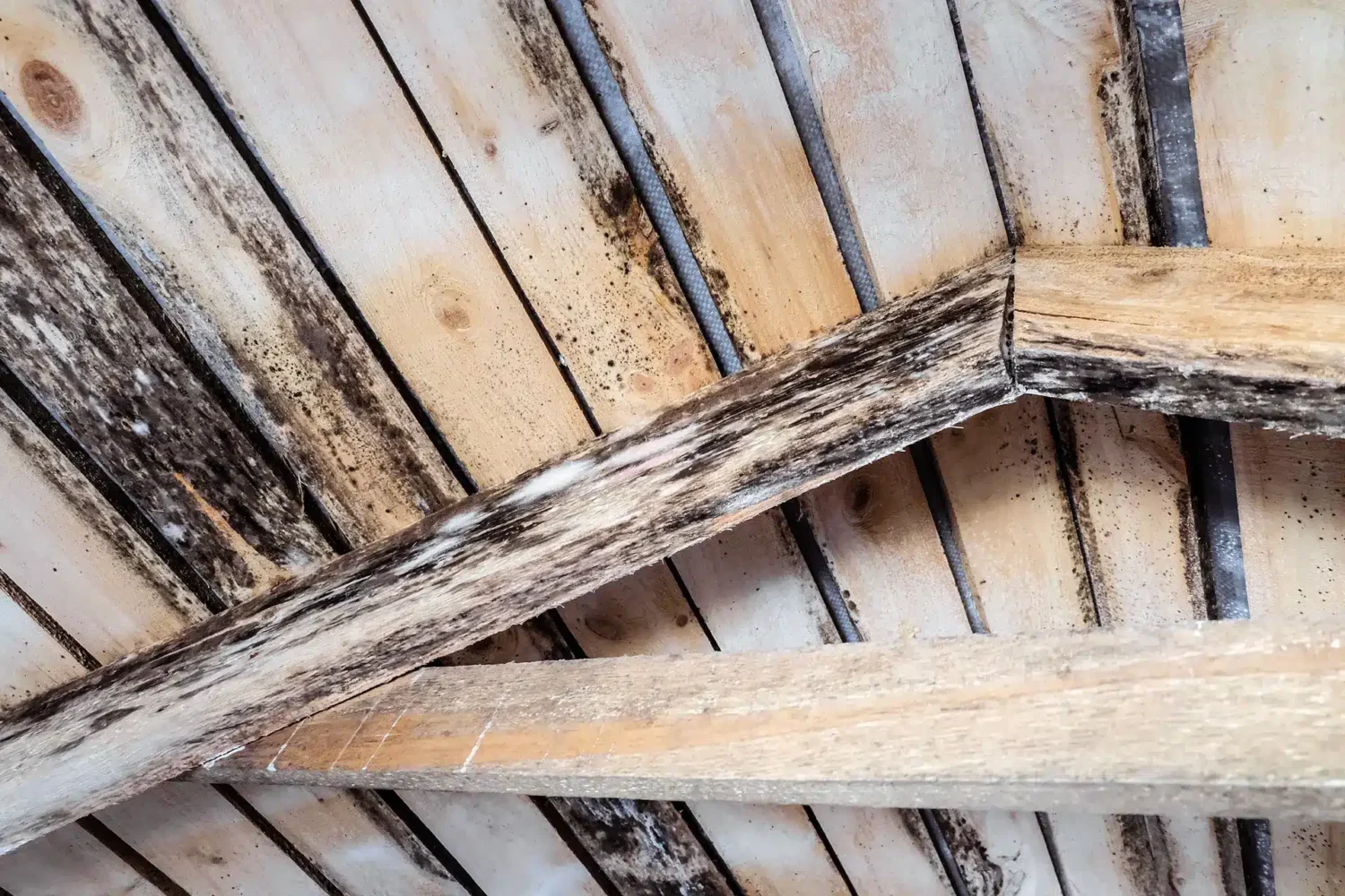 Dark staining and widespread decay are visible across roof sheathing and structural wood members exposed during repair work. This type of damage shows why a home maintenance checklist should include roof inspections, attic moisture checks, ventilation review, and prompt investigation of leaks.