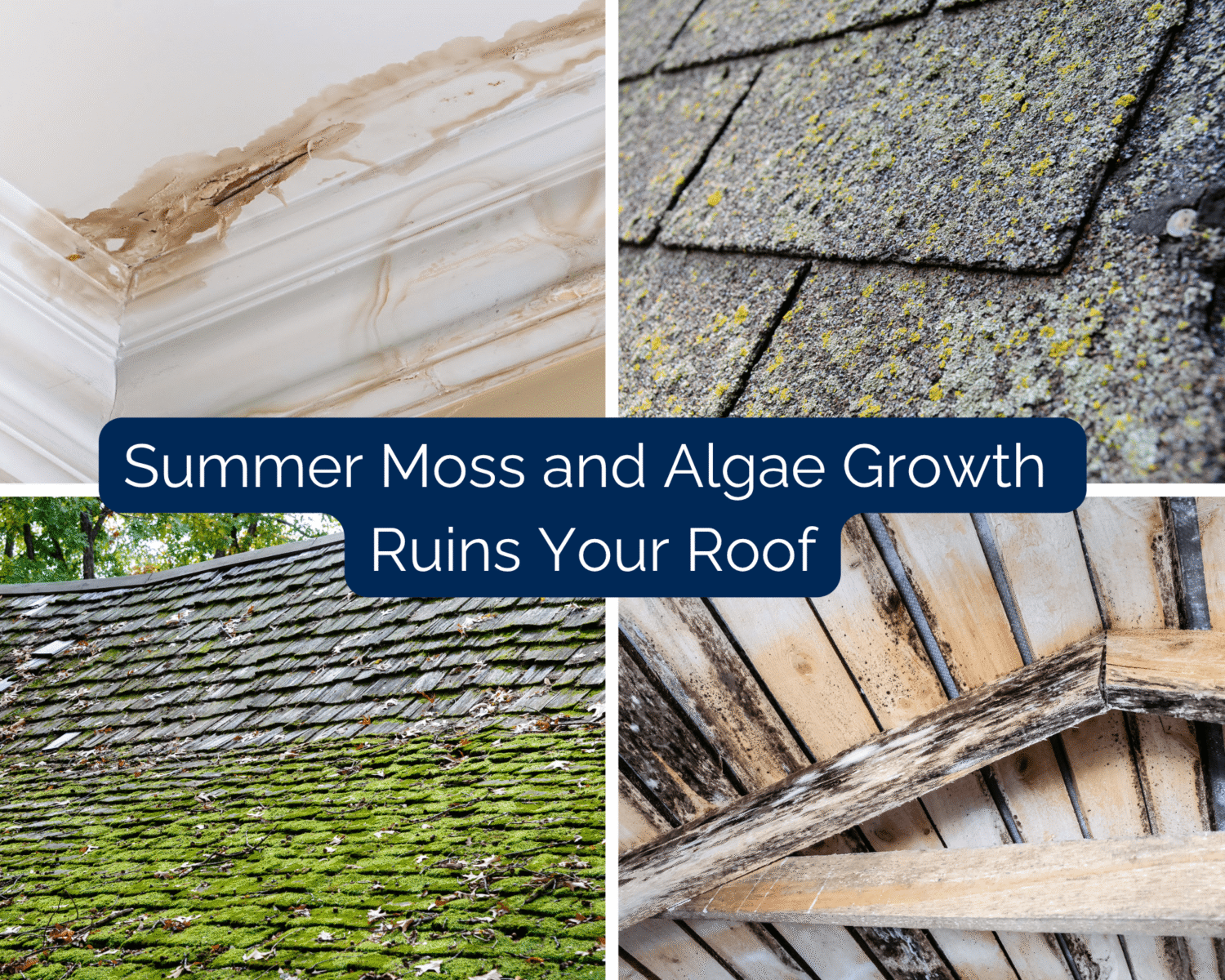 Roof stains, algae-covered shingles, heavy moss, interior water damage, and decayed roof framing appear in this summer maintenance collage. A roof-focused home maintenance checklist should include watching for organic growth, leaks, damaged shingles, blocked drainage, and moisture inside the attic.