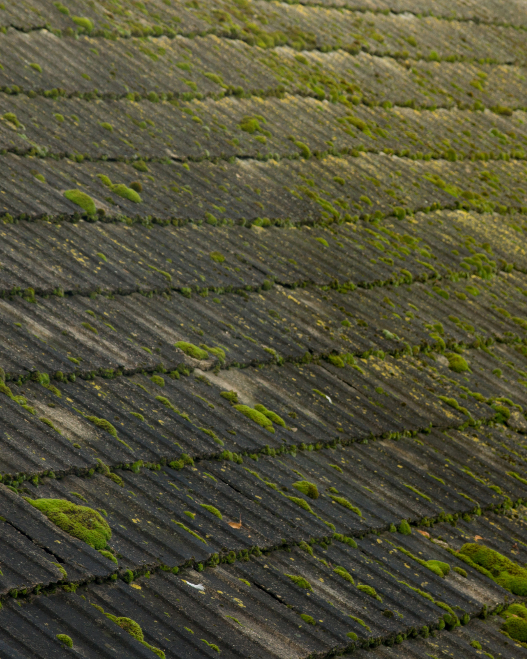 moss on roof 